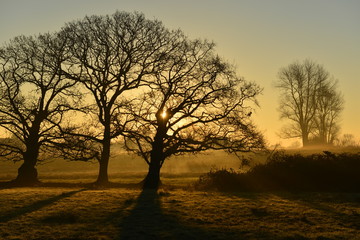 Fototapeta na wymiar Winter misty sunrise, Jersey, U.K. Dramatic rural landscape.