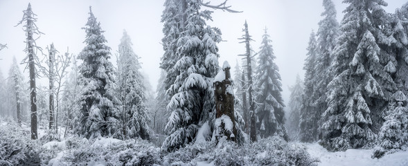 Snowy winter forest panorama of the Harz National Park