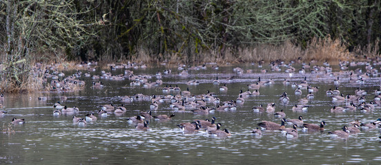 Geese floating in wildlife refuge