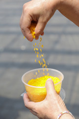 Cultural asian wedding yellow rice ready throw at groom