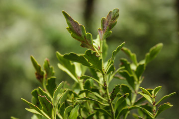 green young tree growing at Arthur's Pass National Park in New Zealand