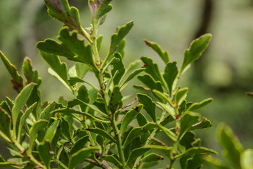 green young tree growing at Arthur's Pass National Park in New Zealand