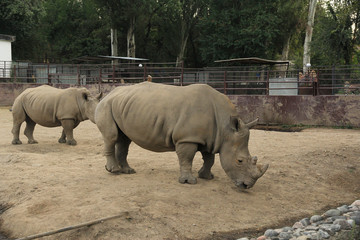 Naklejka premium Adult rhinos in the zoo