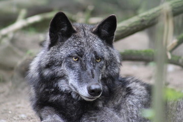 Fototapeta premium Wolf