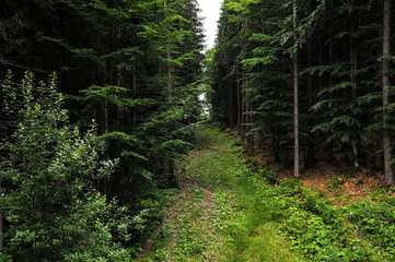 Fototapeta na wymiar The road, a path in the forest in the mountains.