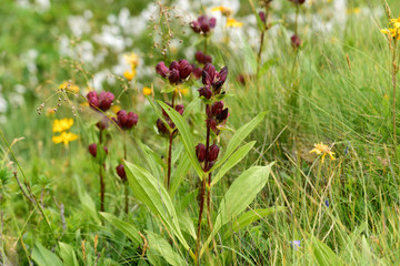 Purpur-Enzian, Gentiana purpurea