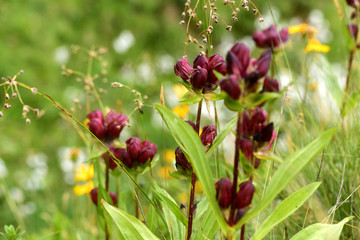 Purpur-Enzian, Gentiana purpurea