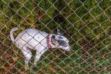 funny dog poops in juniper bushes