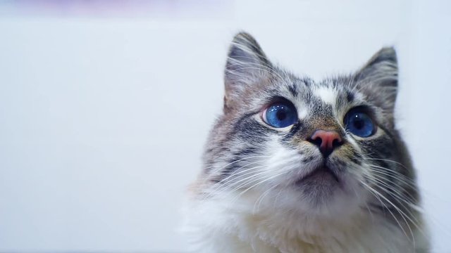 portrait surprised cat