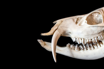 Close Up Abstract Animal Deer Skull on Black Background