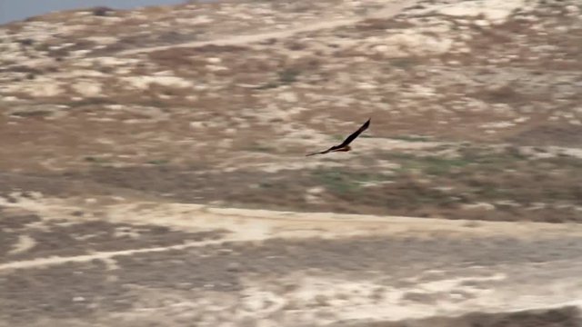 Bonelli's eagle flying in the skyeagle, bonellis, europe, southern, animal, aquila, fasciata, bird, view, shallow, people, adult, natural, branch, image, one, outdoor, nobody, horizontal, outside, wil