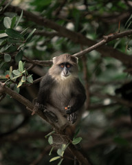 Sykes' monkey sitting in tree