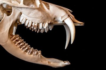 Close Up Abstract Animal Deer Skull on Black Background