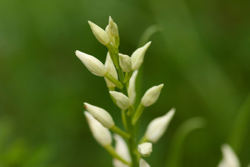 Weisses Waldvöglein, Orchidee