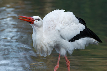 White stork - Ciconia ciconia