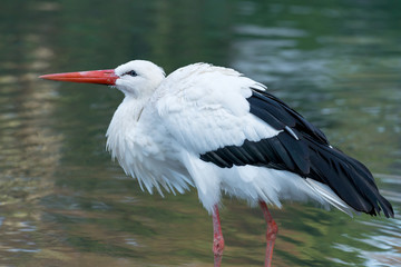 White stork - Ciconia ciconia