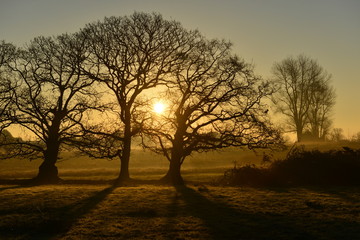 Winter sunrise, Jersey, U.K.
Rural frosty landscape.