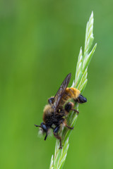 bumblebee robberfly - Laphria flava
