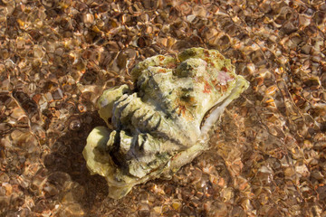 shell on the beach