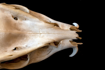 Close Up Abstract Animal Deer Skull on Black Background