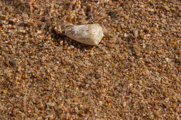 sea shells on the beach