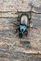 ground beetle - Pterostichus jurinei