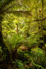 Australischer Regenwald - Südaustralien