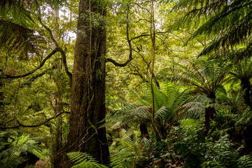 Fototapeta premium Australischer Regenwald - Südaustralien
