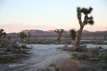 sunset Joshua Tree National Park