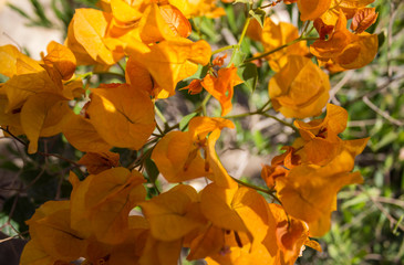 yellow flowers and sky.
