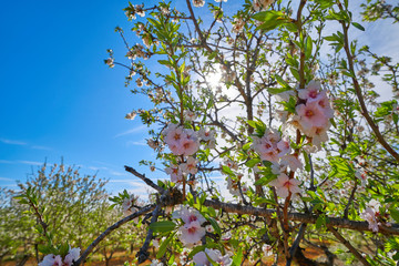 Almond trees bloom in Mediterranean