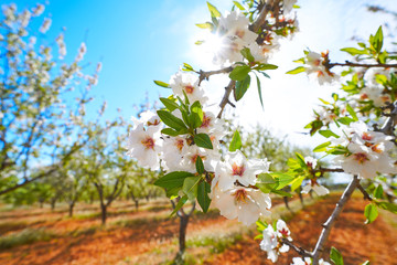 Obraz premium Almond trees bloom in Mediterranean