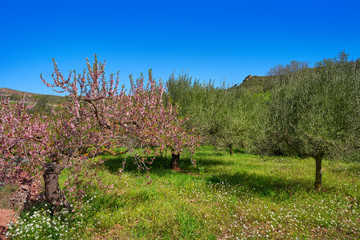 Almond spring blossom in Mediterranean