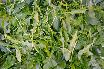Arugula or Rucula vegetable edible plant © lunamarina