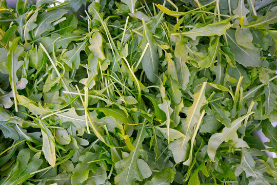 Arugula or Rucula vegetable edible plant