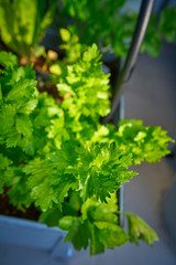 Celery vegetables plant in urban orchard
