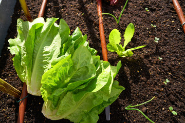 Just harvested lettuces in an orchard