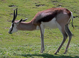 Springbuck. Latin name - Antidorcas marsupialis