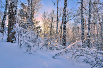 Sunrise in the winter wood. Gentle pink morning sunlight among white trunks of birch trees, snowy pines and bushes - fairy tale of winter forest