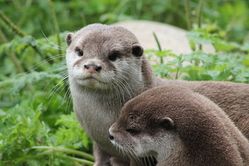 Otters