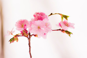 Obraz premium Zweig Kirschblüten, Zierkirsche, romantisch, Hintergrund