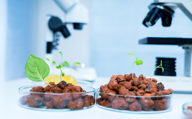 Modern Laboratory .Vegetables in hydroponics tech picks.