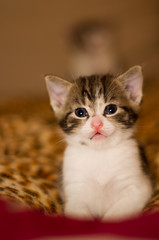 kitten cute