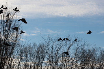 Sitzende und fliegende Krähen, Vögel am Himmel