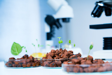 Modern Laboratory .Vegetables in hydroponics tech picks.