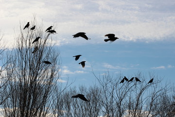 Sitzende und fliegende Krähen, Vögel am Himmel