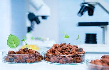 Modern Laboratory .Vegetables in hydroponics tech picks.