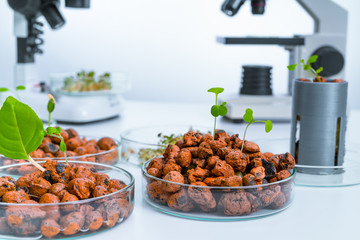 Modern Laboratory .Vegetables in hydroponics  tech picks.