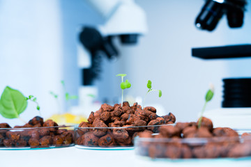 Modern Laboratory .Vegetables in hydroponics tech picks.
