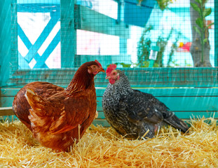 Hens in a poultry hen house with straw